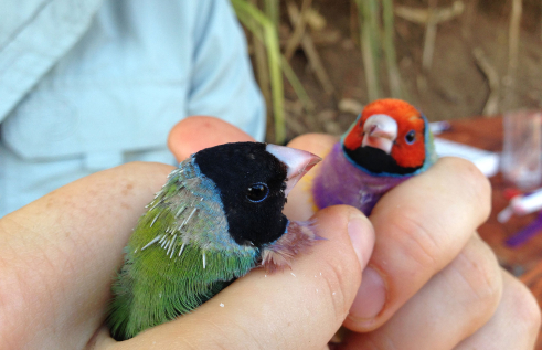 Human holding two finches in hands