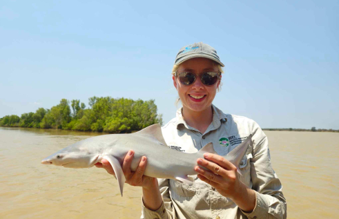 Charles Darwin University (CDU) researchers and Yugul Mangi Rangers have discovered a population of the rare threatened Speartooth Shark in the Roper River. 