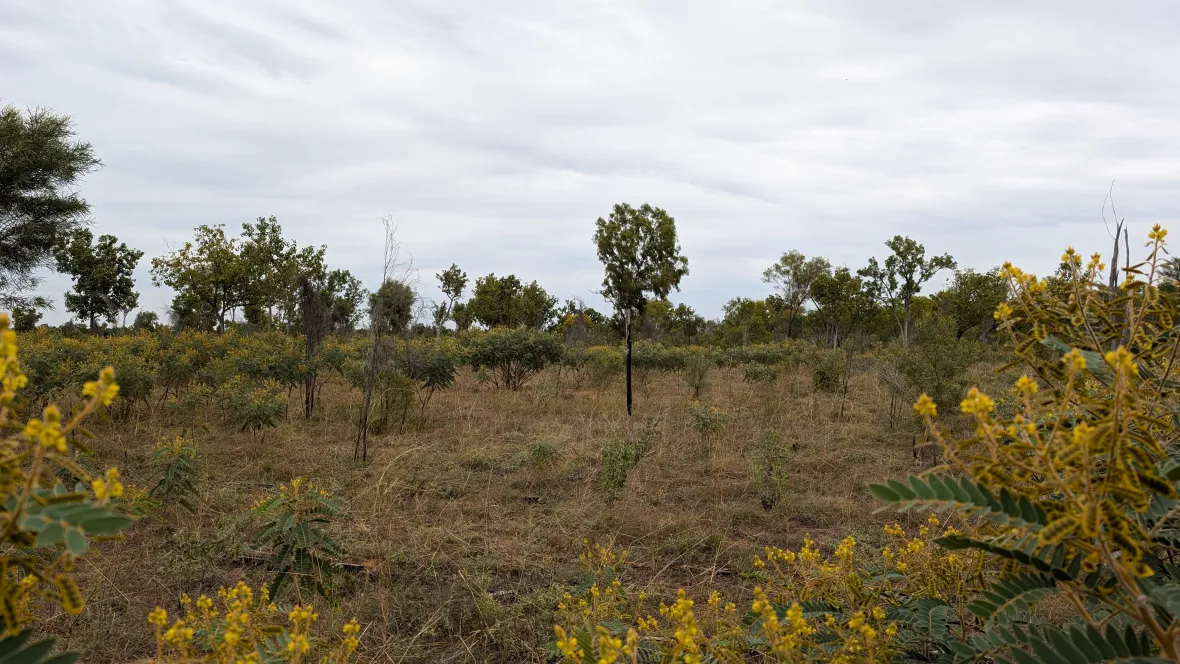 Research highlights new possibilities for detecting invasive plants ...