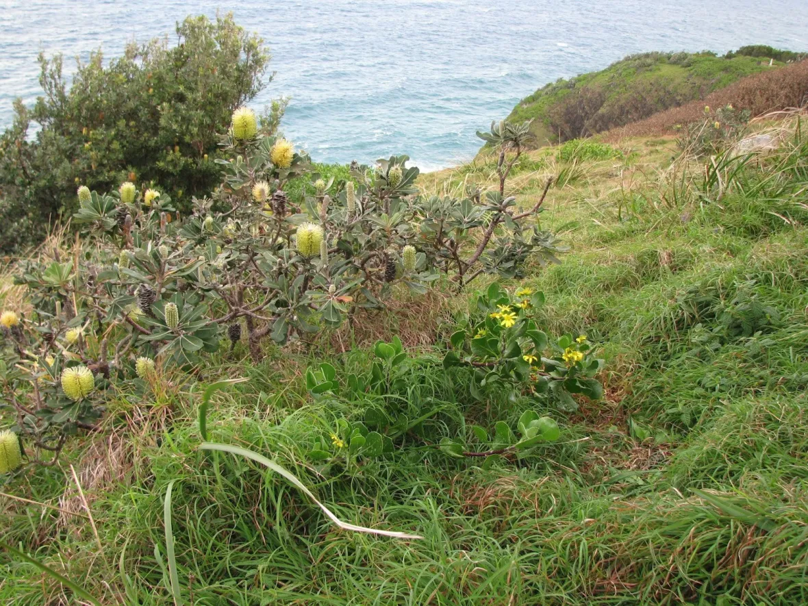 Potential for satellites and AI to help tackle critical invasive species problem