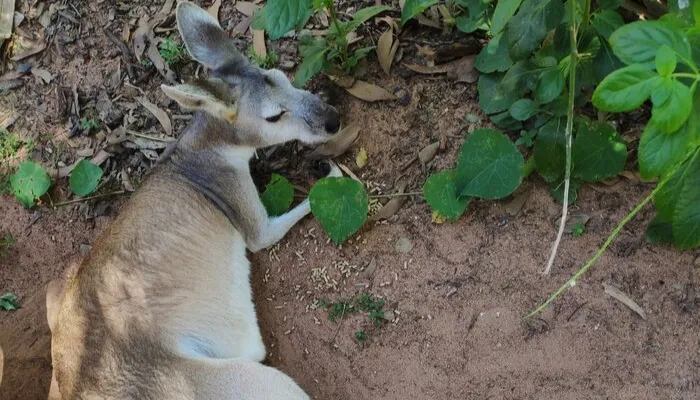 CDU Student Chao enjoyed seeing a kangaroo