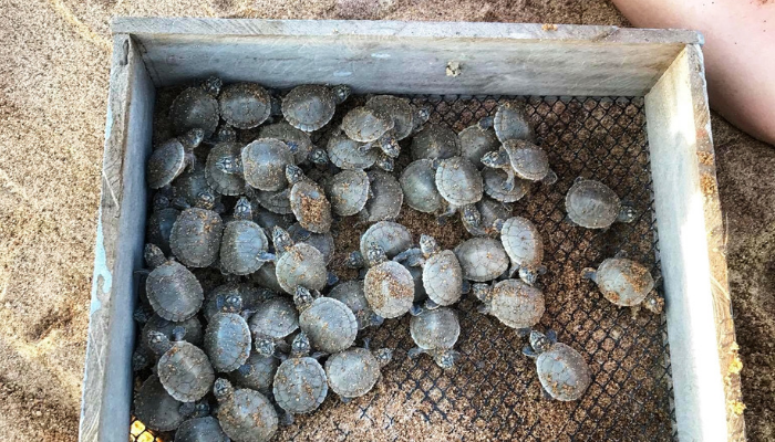 Tortoise hatchlings