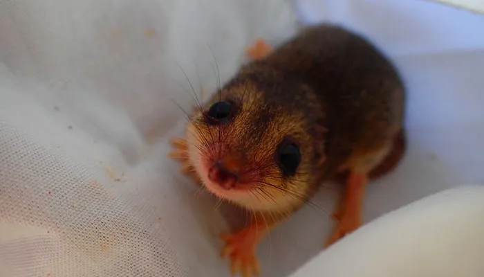 Larissa Potter shares an image of a unique Australian mammal