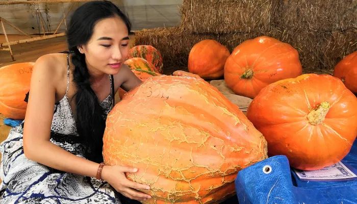 Coco looking at pumpkins