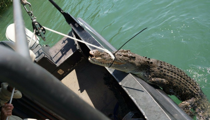 Crocodile being pulled from the water as part of a research project led by Professor Sam Banks