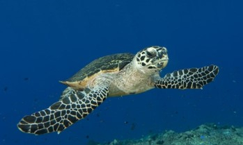 turtle swimming under water