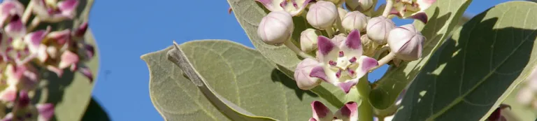 Purple and white flowers