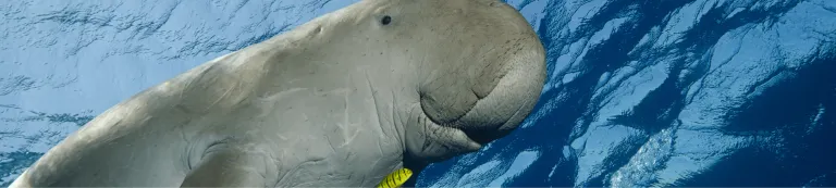 NI image only_Manatee Dugong Sea Country 