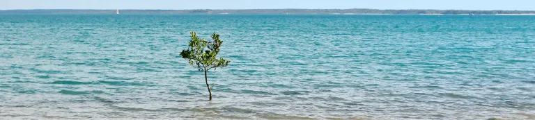 NI image only_Blue carbon project Darwin harbour pic