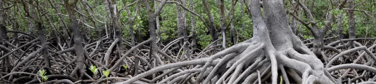 NI image only_Mangrove Northern Territory