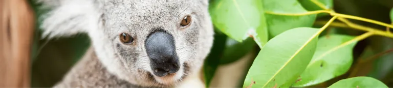 NI image only_Koala Project photo