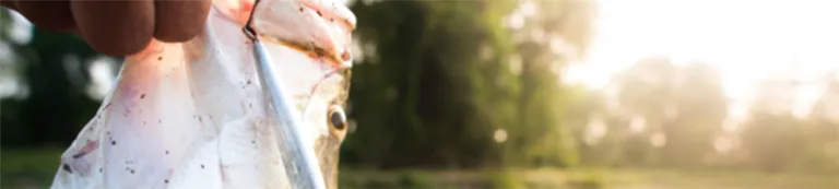 Hand holding a barramundi with hook in its mouth