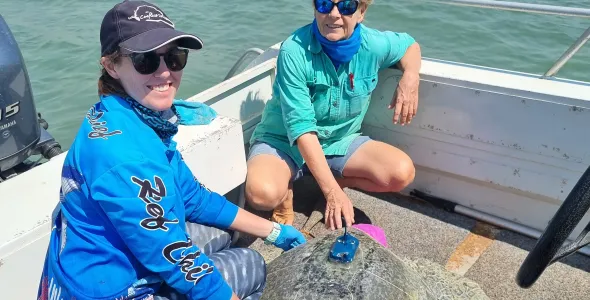 two people in a boat, squatting next to a large turtle which has small blue box with a short black antenna glued to its shell, near its neck