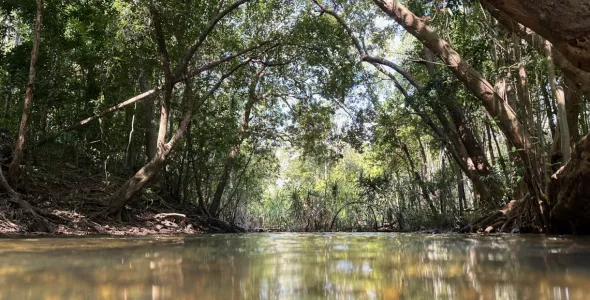 view along surface of water with colourful reflections. Pandanuses and other trees growing on banks at edge of water forming almost complete canopy.