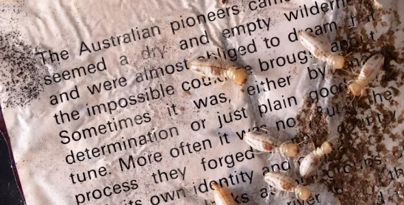 multi-media artwork with ants and text