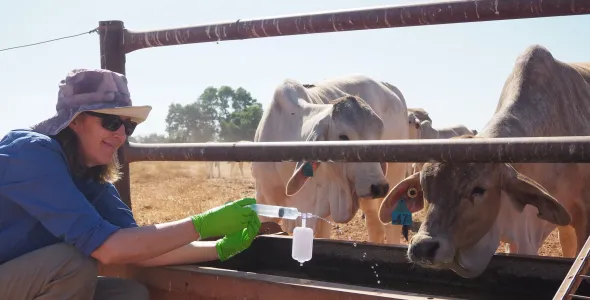 Maxine Piggot crouching at a cattle trough, squirting clear liquid from a syringe into the trough. Two cattle with their heads near the trough watching