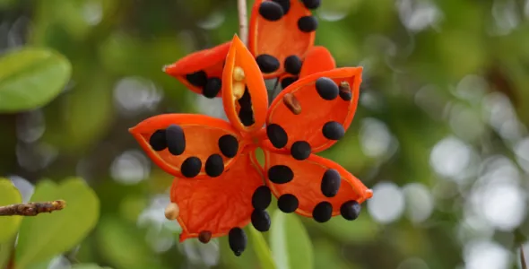 flower shaped red pods with black seeds of the red-fruited kurrajong or peanut tree. 