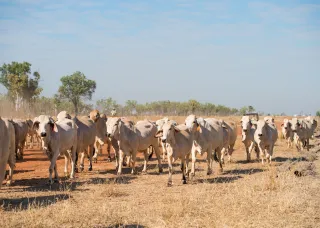 CDU Katherine Campus - RINA