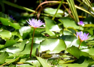 water lillies with green leaves and blue flowers