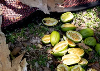 oval shaped green fruits cut in half and lying on ground, near red and black woven mat
