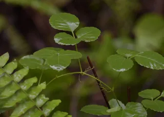 dark green, shiny leaves of a vine, with coiled tendrils clinging to a stickt