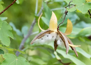open seed pod hanging from branch, with furry seeds attached to its inside. Leaves in background and at the sides