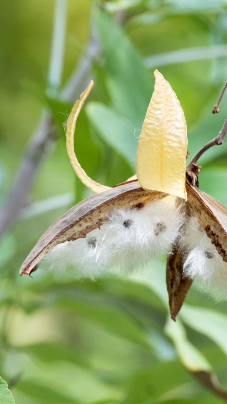 open seed pod hanging from branch, with furry seeds attached to its inside. Leaves in background and at the sides