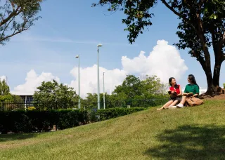 Students reading under a tree in the sunshine