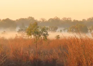 Binyibara or Lee Point Landscape of orange grasses in early morning fog.