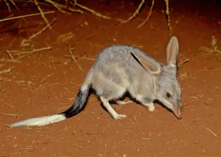 Bilby
