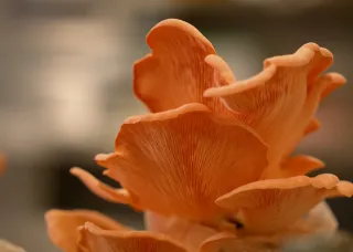 Cotton waste is being used to develop a mushroom circular economy. grow mushrooms. 