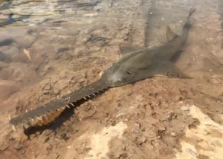 Juvenile Largetooth Sawfish. Picture: Peter Kyne
