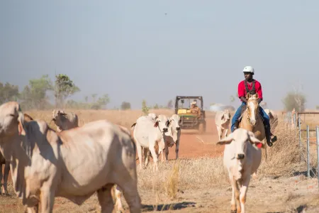 Former head of NT Farmers, Paul Burke, takes on role at RINA to help drive innovation in Northern Australia’s agriculture sector.