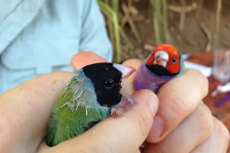 Human holding two finches in hands