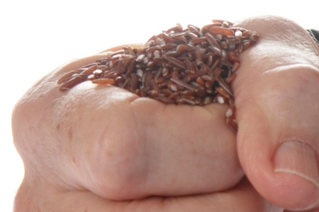 hand holding wild rice seed