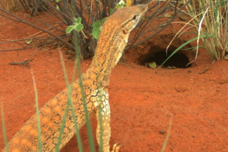 goanna inspecting hole in red dirt