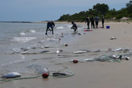 fish in net on beach with fishers