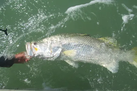 Research has found that barramundi exhibit very accurate homing behaviour. Photo courtesy of Northern Australia Environmental Resources Hub.