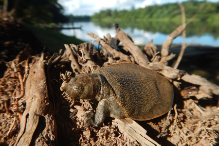 New Guinea giant softshell turtle (hatchling)