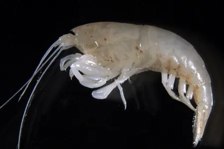a shrimp called Parisia unguis