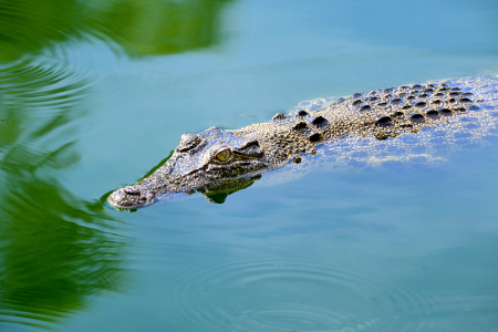 crocodile floating partly submerged