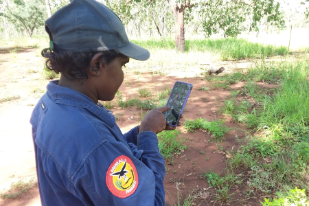 Mimal Land Management Ranger, Everlyn Mardi uses the new NAFI app in central Arnhem Land