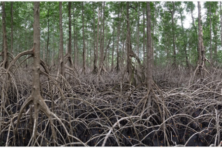 Mangrove forest with stilt roots in the foreground