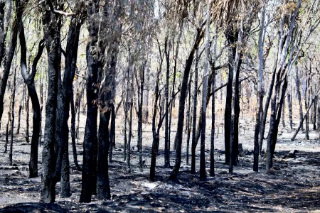 Wildfires in southern Africa release release vast amounts of carbon into the atmosphere