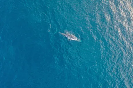 Blue whales in Tîmor-Leste