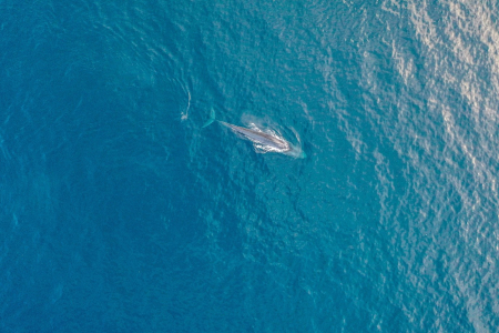 Blue whales in Tîmor-Leste