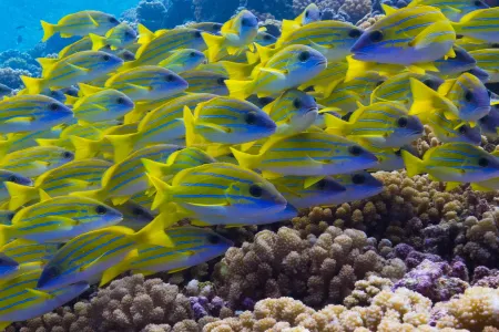 A new study from a team of international researchers has identified the value of coral reef connectivity to disperse marine species that rely on reefs for their survival.