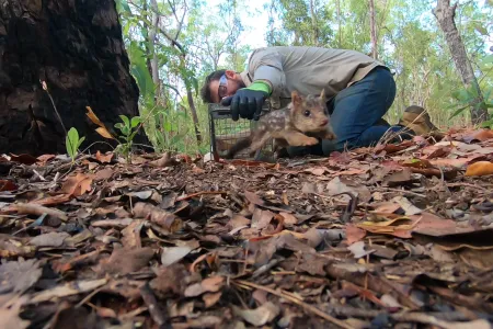 quolls