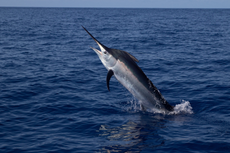 A new research project in the Northern Territory by Charles Darwin University’s (CDU) is set to track one of the world’s most iconic and sought-after sports fish, billfish. 