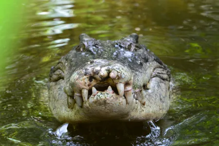 A change in diet could explain the recovery of saltwater crocodiles in Northern Australia.
